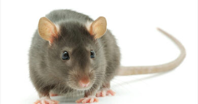 Zwalczamy myszy i szczury