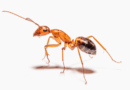 * Zwalczamy mrówki, pająki i inne insekty biegające